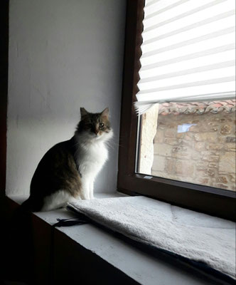 Descansando