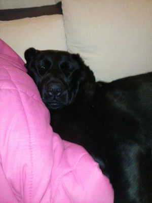 Chocololate, donante de Greta en su casa de adopción