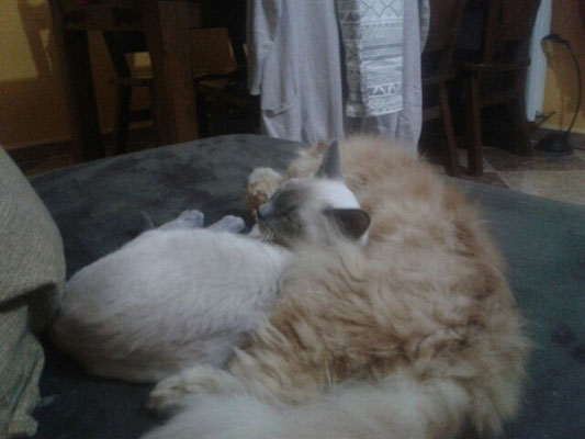 La almohada de KIRA