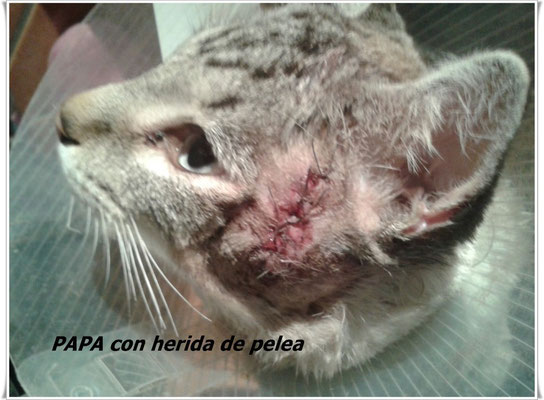 Papa con herida de pela