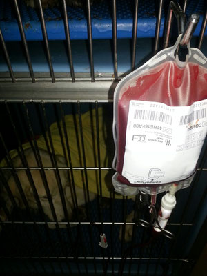 Sangre para Greta