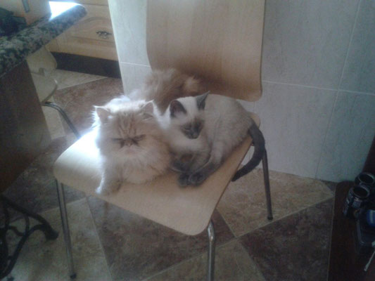 KIRA con su hermano PELUDÍN