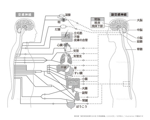 教科書「探究型高校理科365日生物基礎編」(2024年)挿絵