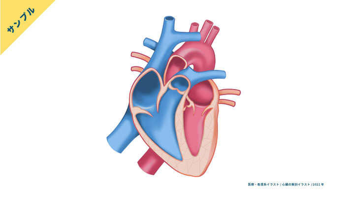 【解剖生理】心臓のイラスト