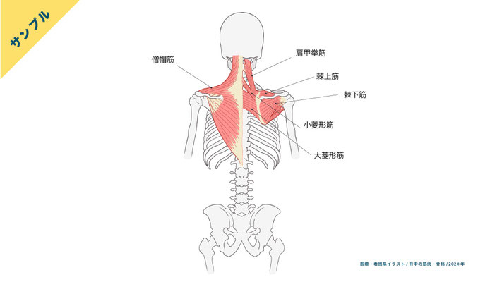 【解剖生理】背中の筋肉・骨格のイラスト