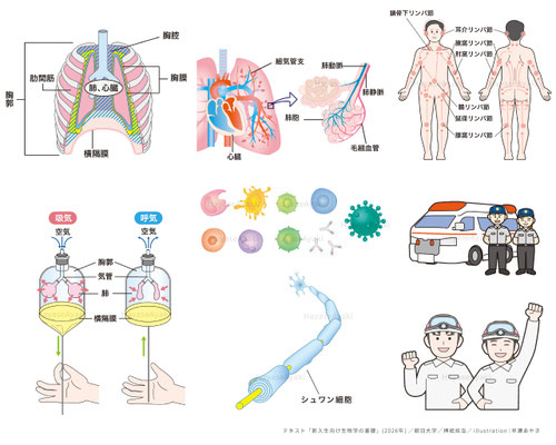 大学テキスト・教科書・生物学・解剖生理・挿絵・イラスt