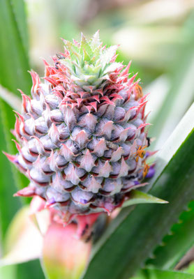 Ananas