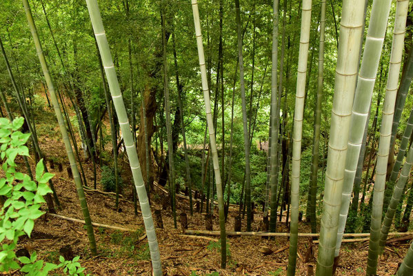 竹林の急斜面