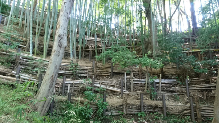 竹林斜面の土壌流出を防止