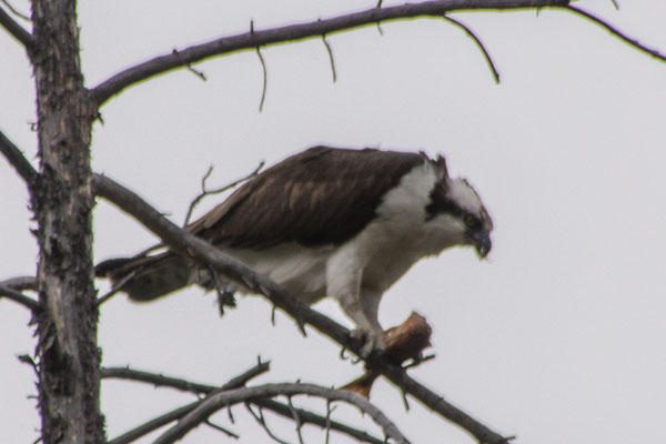 Ein Osprey beim Verspeisen seines Fisches