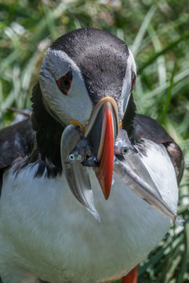 Papageintaucher Kolonie beim Hafen von Borgarfjarðar