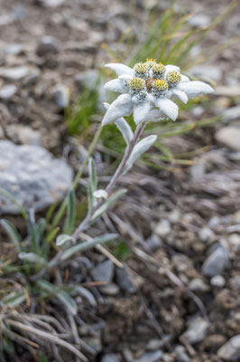 Edelweiss