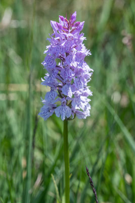 Knabenkraut Orchidee, Wanderung Mettelimoos