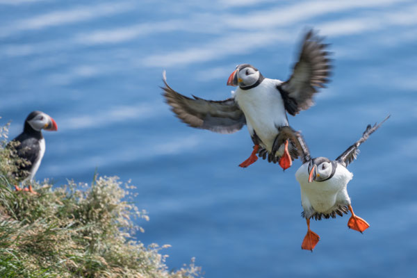 Papageintaucher Kolonie beim Hafen von Borgarfjarðar
