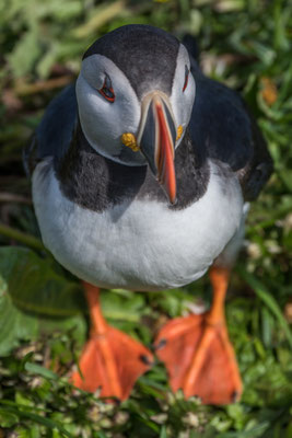 Papageintaucher Kolonie beim Hafen von Borgarfjarðar