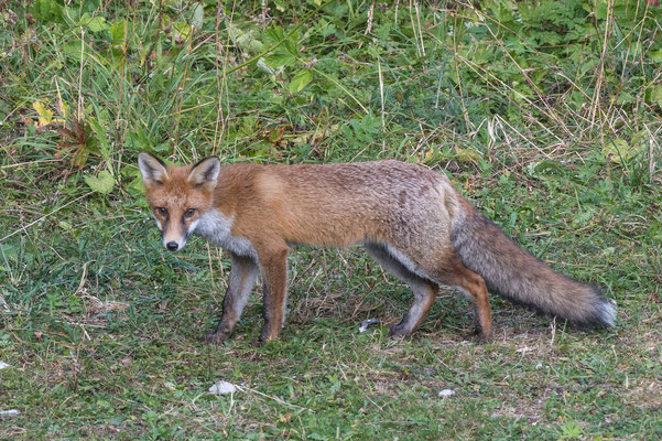 Abendlicher Besuch vom Nachbar