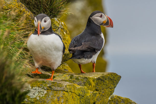 Vogelkolonien am Látrabjarg