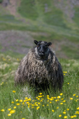 Wanderung zur Bucht Brunavik, der hat wohl den Coiffeur Termin ein paar mal verpasst