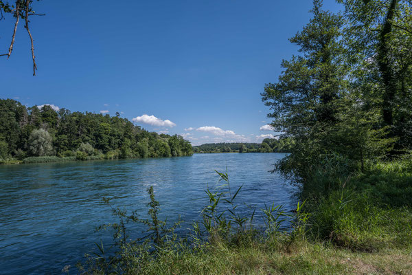 Rhein an den Thurauen