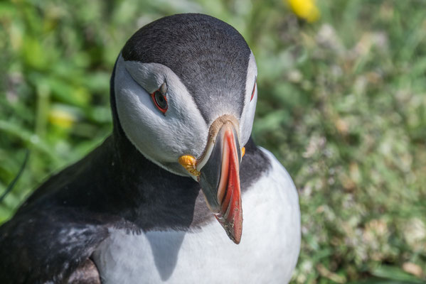 Papageintaucher Kolonie beim Hafen von Borgarfjarðar