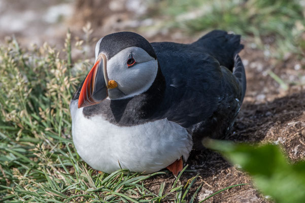 Papageintaucher Kolonie beim Hafen von Borgarfjarðar