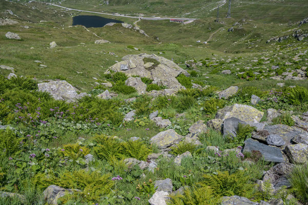 Wanderung zu den Bergseen im Gotthard Gebiet, Abstieg zu den Autos querfeldein