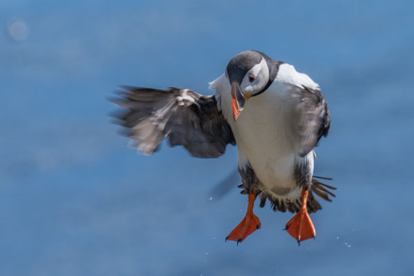Papageintaucher Kolonie beim Hafen von Borgarfjarðar