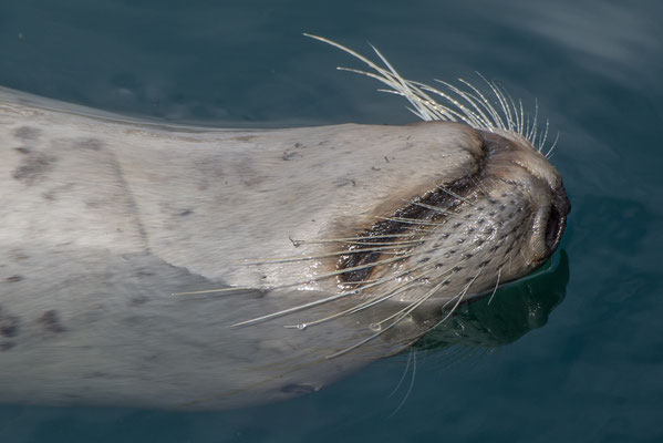 Zutrauliche Harbour Seal