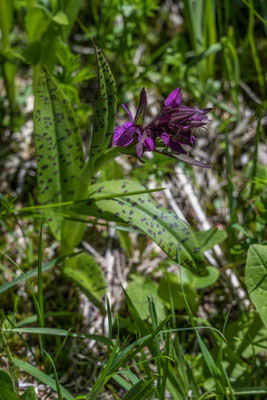 Knabenkraut (Orchidee)