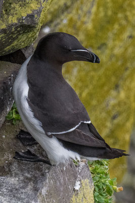Vogelkolonien am Látrabjarg