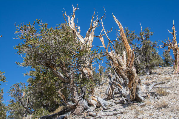 Bristlecone National Forest