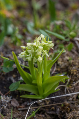 Wanderung zur Bucht Brunavik, Orchidee