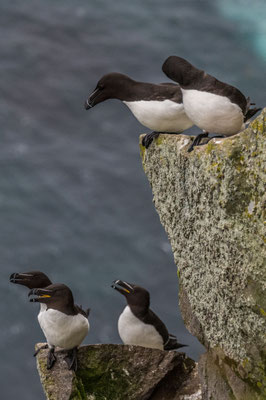 Vogelkolonien am Látrabjarg
