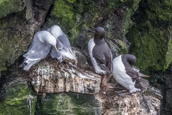 Vogelkolonien am Látrabjarg