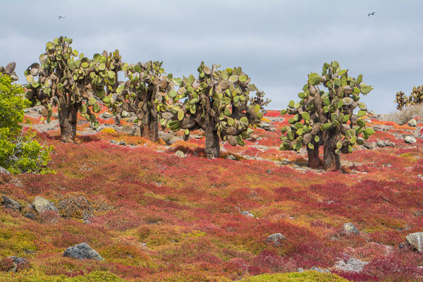 Die roten Korallenbüsche, Wahrzeichen der Insel und Kaktusbäume