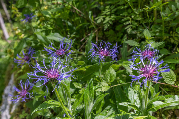 Bergflockenblume