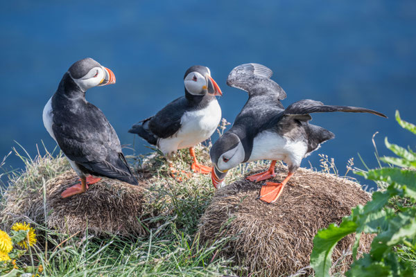 Papageintaucher Kolonie beim Hafen von Borgarfjarðar
