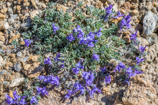 Die letzten Blumen des Bergsommers