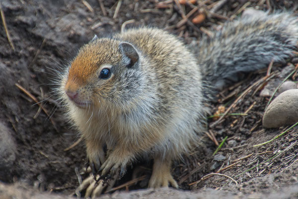 Nachbarn, Groundsquirrel