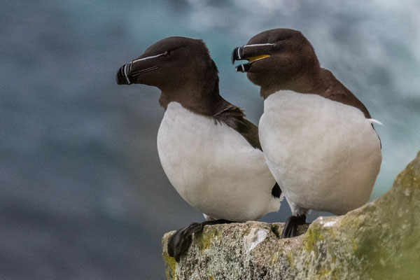Vogelkolonien am Látrabjarg