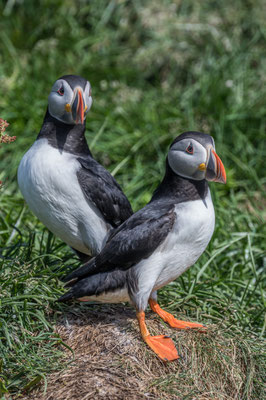 Papageintaucher Kolonie beim Hafen von Borgarfjarðar