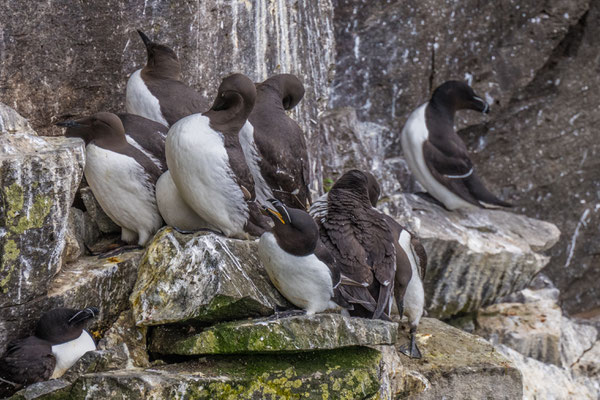 Vogelkolonien am Látrabjarg