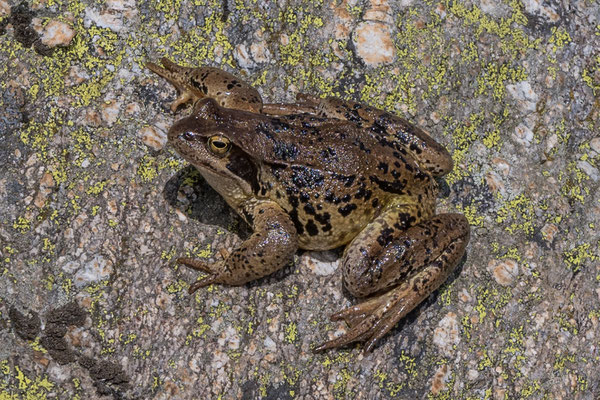 Überraschende Sichtung auf 2400 müM