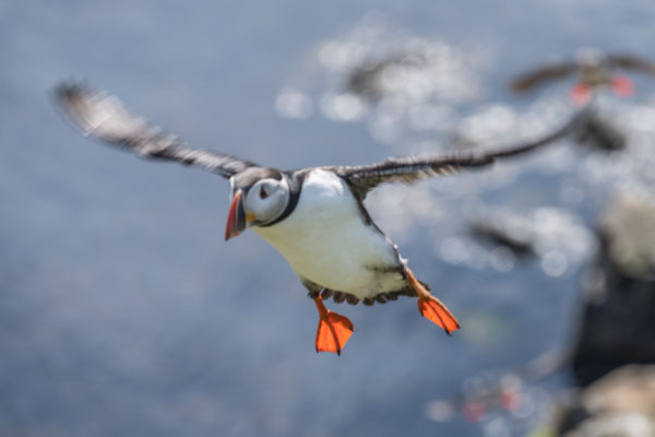 Papageintaucher Kolonie beim Hafen von Borgarfjarðar