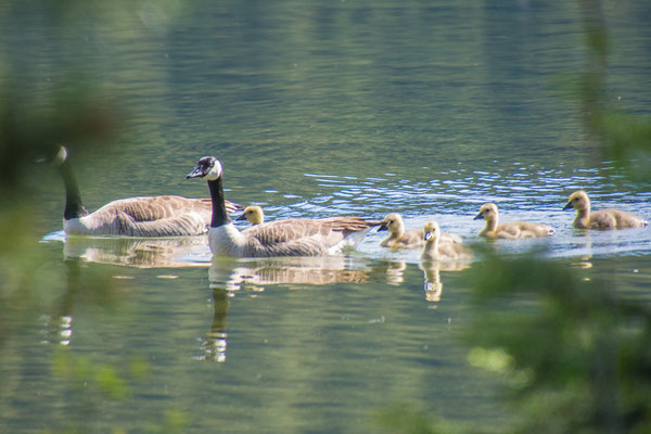 Canada Gans Familie