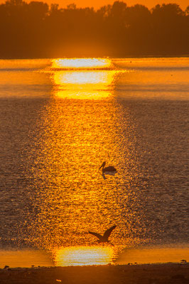 Morgenstimmung am Kerkini See