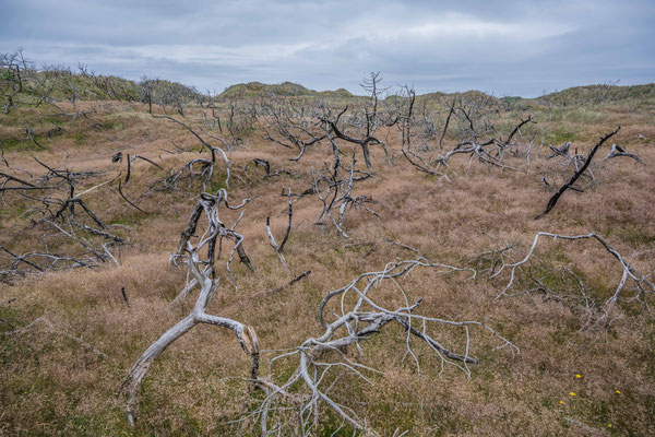 Wanderung im Thy National Park, Stenbjerg Landingsplads 