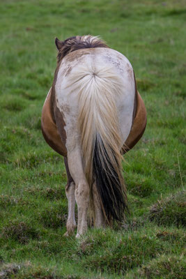 Island Ponies