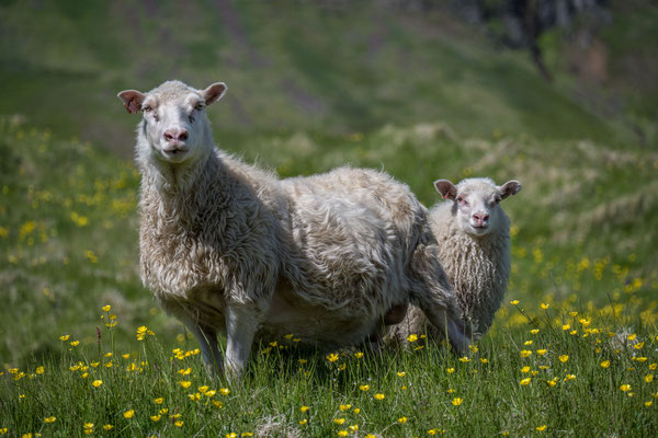 Wanderung zur Bucht Brunavik,