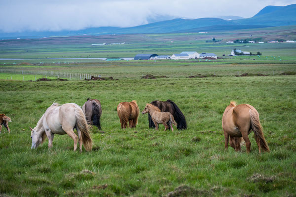 Island Ponies